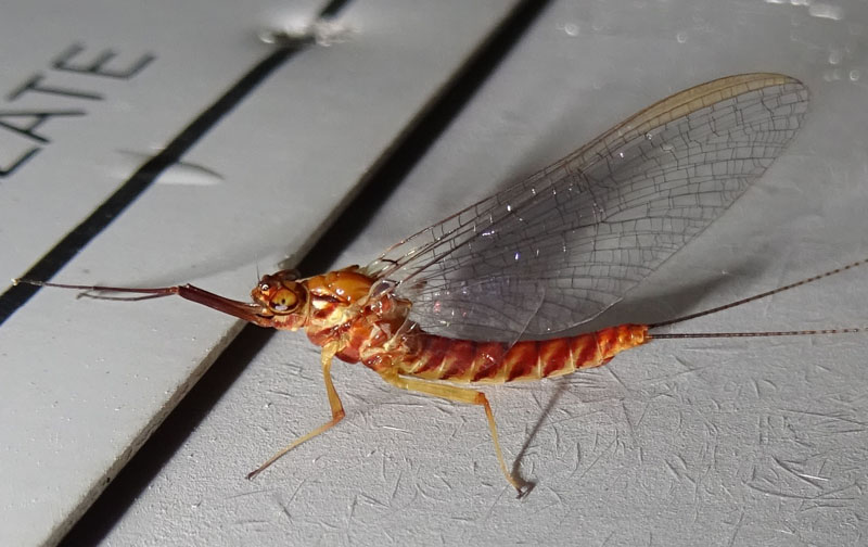 femmina di Ecdyonurus sp. - Heptageniidae